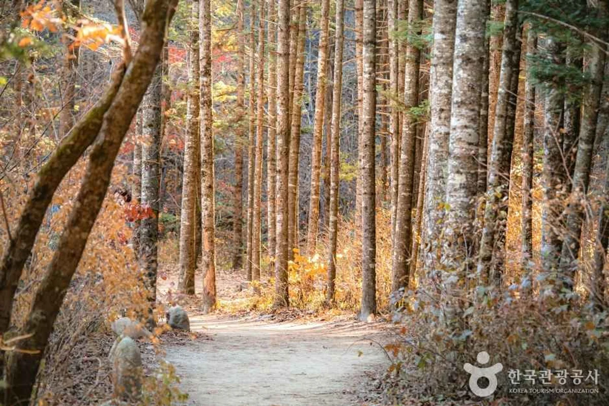 오대산 월정사 - 오대산 여행