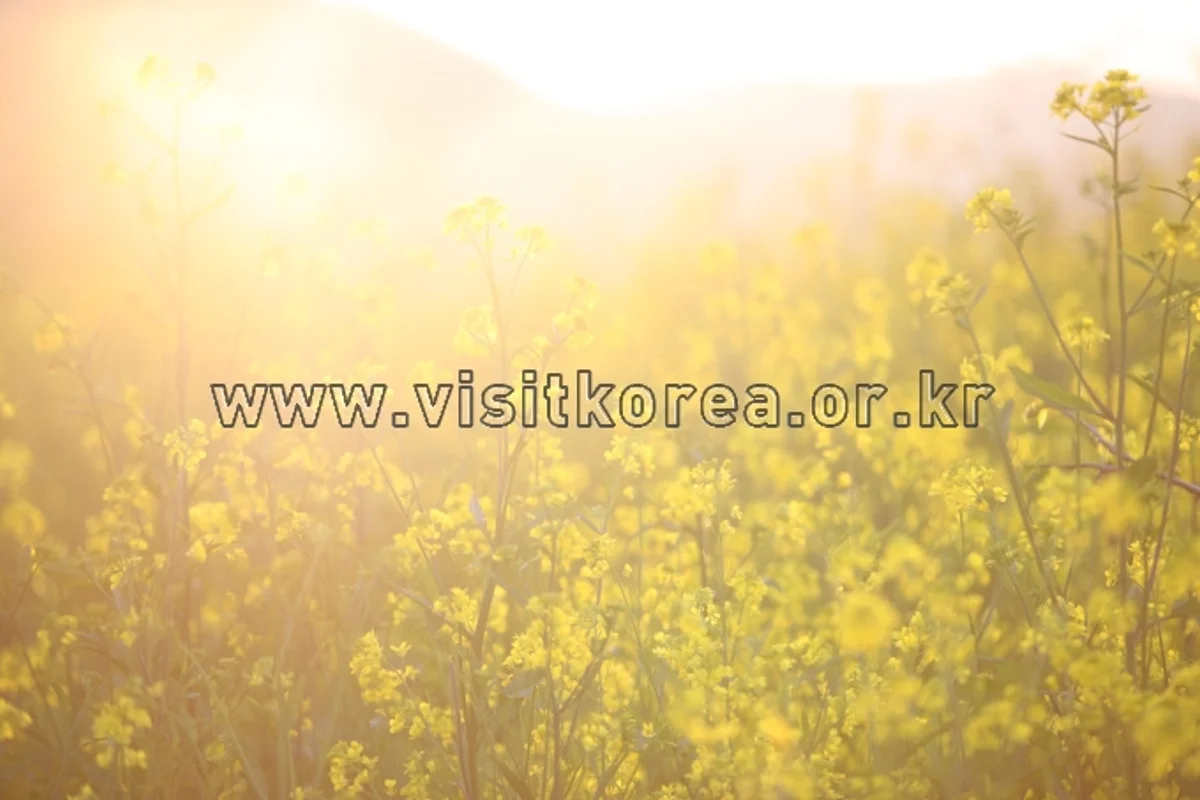 선학동 유채마을 - 장흥여행 여행