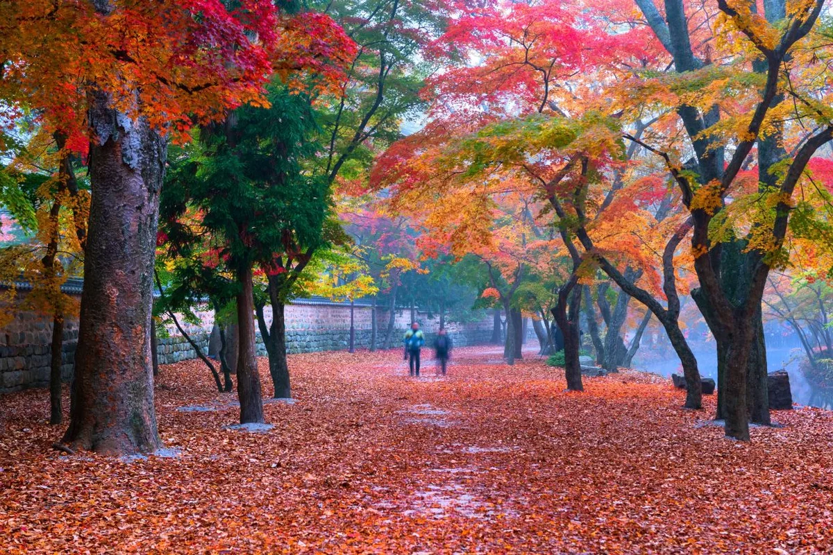 선운사 - 고창 관광 여행
