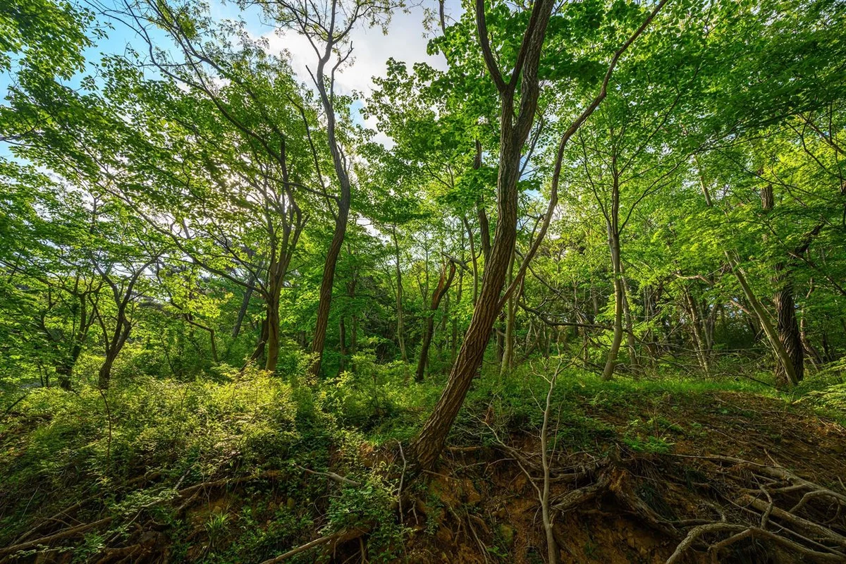 아홉산숲 - 부산여행 여행